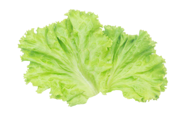 Salad leaf. Lettuce isolated on white background with clipping path.