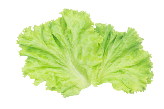 Salad leaf. Lettuce isolated on white background with clipping path.