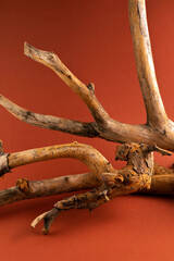 Dry branch of a tree of an unusual shape on a brown background.