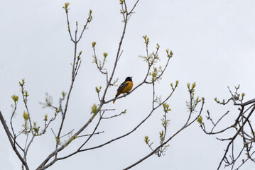 Baltimore Oriole Perched On A Tree Branch