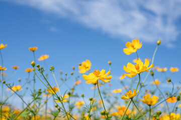 青空とコスモス畑