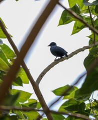 asian glossy starling bird on tree branch