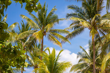 Fototapeta na wymiar Tropical paradise: caribbean palm trees with sunbeam in Montego Bay, Jamaica