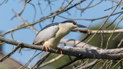 Oiseau sur une branche