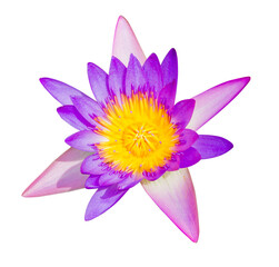 pink lotus flower