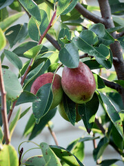 Organic pear in the summer garden.