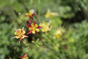 Aquilegia with beautiful yellow-red petals on a light green background. Close-up of a flower.