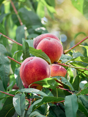 Organic peach in the summer garden.
