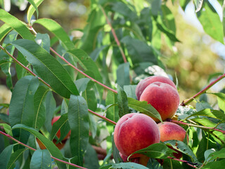 Organic peach in the summer garden.