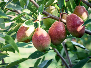 Organic pear in the summer garden.