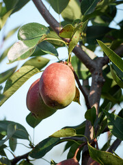 Organic pear in the summer garden.