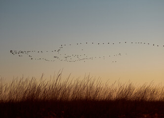Obraz premium A flock cormorants flying during sunrise on Kinburn Spit, Mykolaiv Oblast, Ukraine.