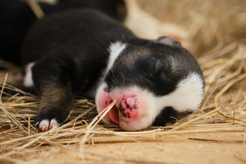 Mongrel puppy was recently born, eyes still closed. Newborn black and white puppy with pink nose portrait close up. Alaskan husky from kennel of northern sled dogs sleeps lying on hay with mouth open.