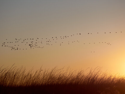 A flock cormorants flying during sunrise on Kinburn Spit,  Mykolaiv Oblast, Ukraine.