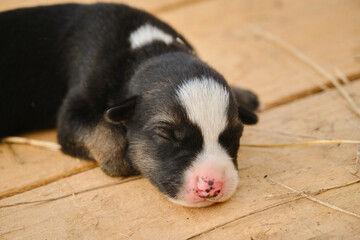Mongrel was recently born, eyes still closed. Newborn black and white puppy with pink nose portrait close up. Alaskan husky from kennel of northern sled dogs sleeps lying on wooden floor.