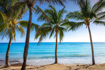 Naklejka na ściany i meble Tropical paradise: caribbean beach with palm trees, Montego Bay, Jamaica