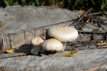 Champignons growing on an old stump. White mushrooms on an old tree cut in the fall. Three mushrooms in the park.