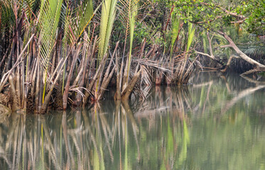 Typical nipa palm (Nipa fruticans).this photo was taken from Sundarbans National Park, Bangladesh.