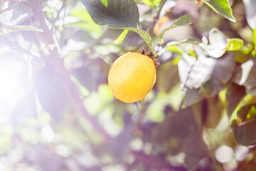 Ripe lemon hangs on tree branch in sunshine.