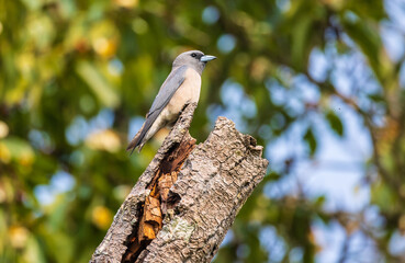 Ashy woodswallow (Artamus fuscus) bird perched on a branch.
