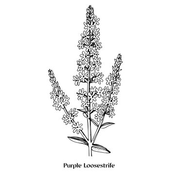 Purple loosestrife is a wild medicinal plant