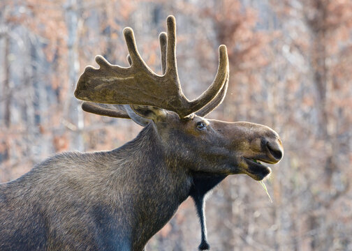 Moose in the Colorado Rocky Mountains. Bull Moose Profile.