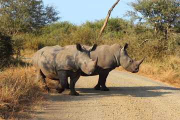 Fototapeta premium Breitmaulnashorn / Square-lipped rhinoceros / Ceratotherium simum