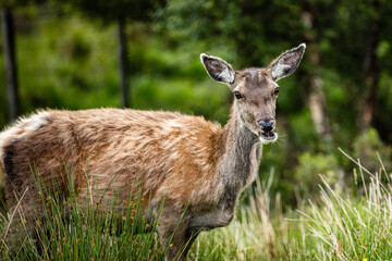 Deer in Scotland