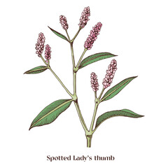 Ladys thumb. Botanical plant illustration.