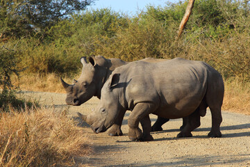 Obraz premium Breitmaulnashorn / Square-lipped rhinoceros / Ceratotherium simum