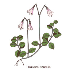 Linnaea borealis or Twinflower , medicinal plant.