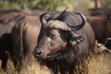 Kaffernbüffel und Rotschnabel-Madenhacker / African buffalo and Red-billed oxpecker / Syncerus...