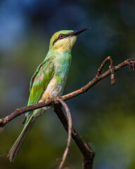 A Bee Eater Resting on a branch