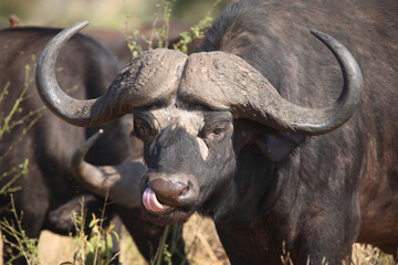 Fototapeta premium Kaffernbüffel / African buffalo / Syncerus caffer