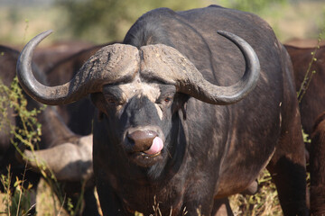 Kaffernbüffel / African buffalo / Syncerus caffer
