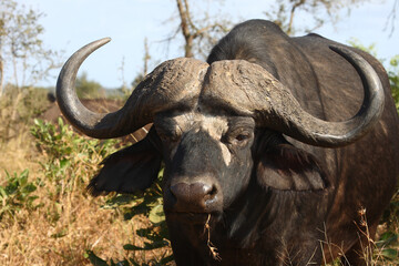 Kaffernbüffel / African buffalo / Syncerus caffer
