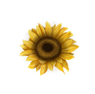 Clipart sunflowers on a white background. Illustration of sunflower flowers. Bright flowers on a light background.