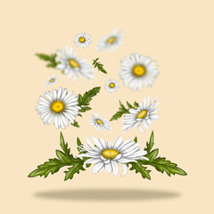 Illustration of chamomile flowers. Flowers float freely in space. White flowers on a light background.
