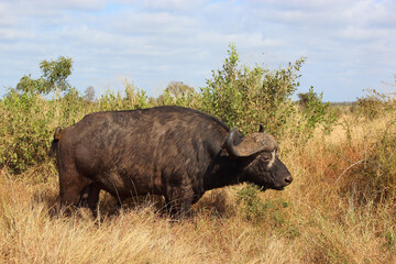 Fototapeta premium Kaffernbüffel / African buffalo / Syncerus caffer