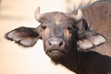 Kaffernbüffel / African buffalo / Syncerus caffer.