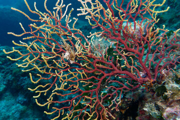 Purple Gorgonian (Paramuricea clavata) in Mediterranean Sea