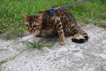 Bengal domestic cat on a walk in a collar and on a leash