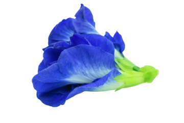 Butterfly pea, Blue pea isolated on white background with clipping path.