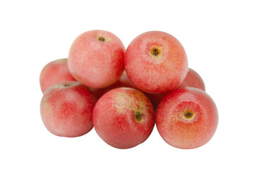 Antidesma thwaitesianum, Thai Blueberry (Ma-mao thai name) 