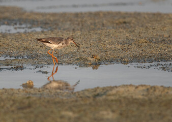 Redshank feeding at Arad coast, Bahrain
