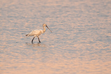 Eurasian Spoonbill at Maameer water, Bahrain