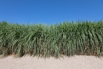 Long decorated marram grass over deep blue sky