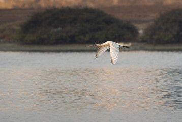 Fototapeta na wymiar Eurasian Spoonbill flying at Maameer water, Bahrain
