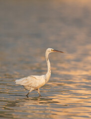 Western reef heron white morphed fishing at Maameer water, Bahrain