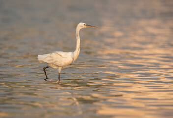 Western reef egret white morphed fishing at Maameer water, Bahrain